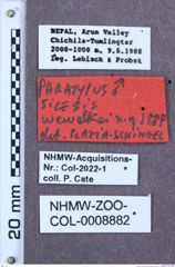 Etikette zu Silesis wewalkai (Platia & Schimmel, 1991) (NHMW-ZOO-COL-0008882)